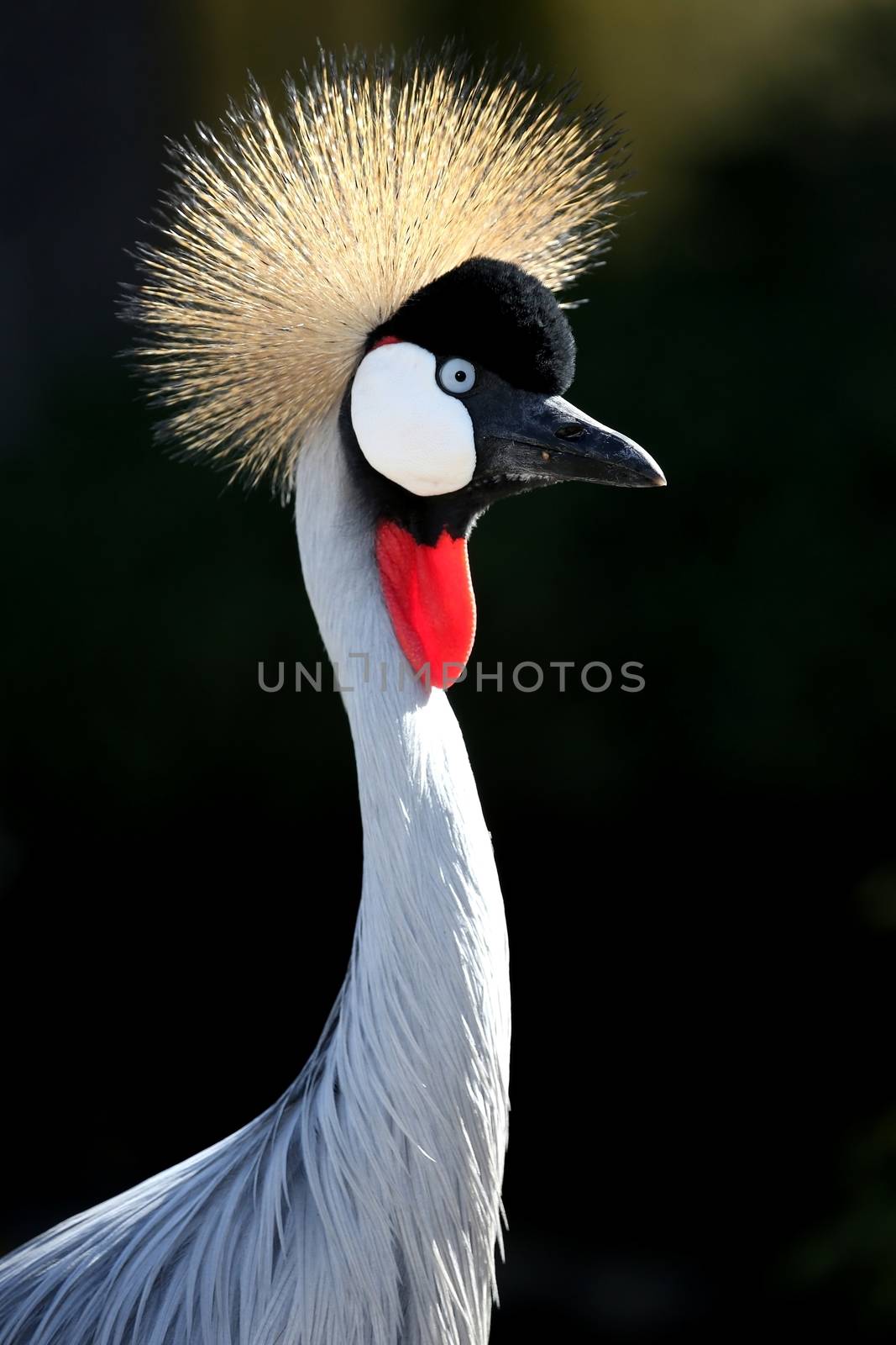 Beautiful Crowned Crane bird backlit by the sun