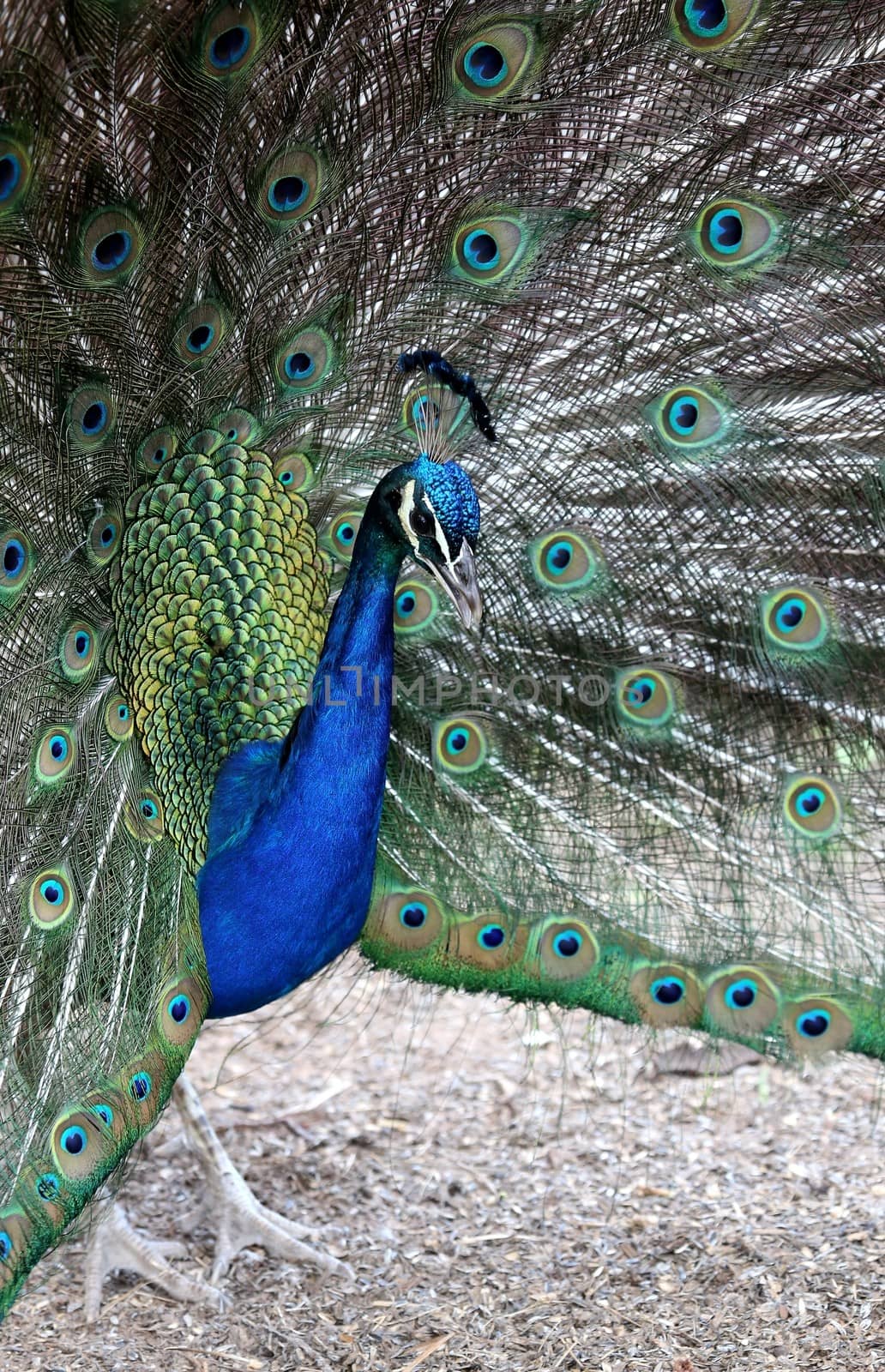 Strikingly beautiful peacock bird displaying to it's mate