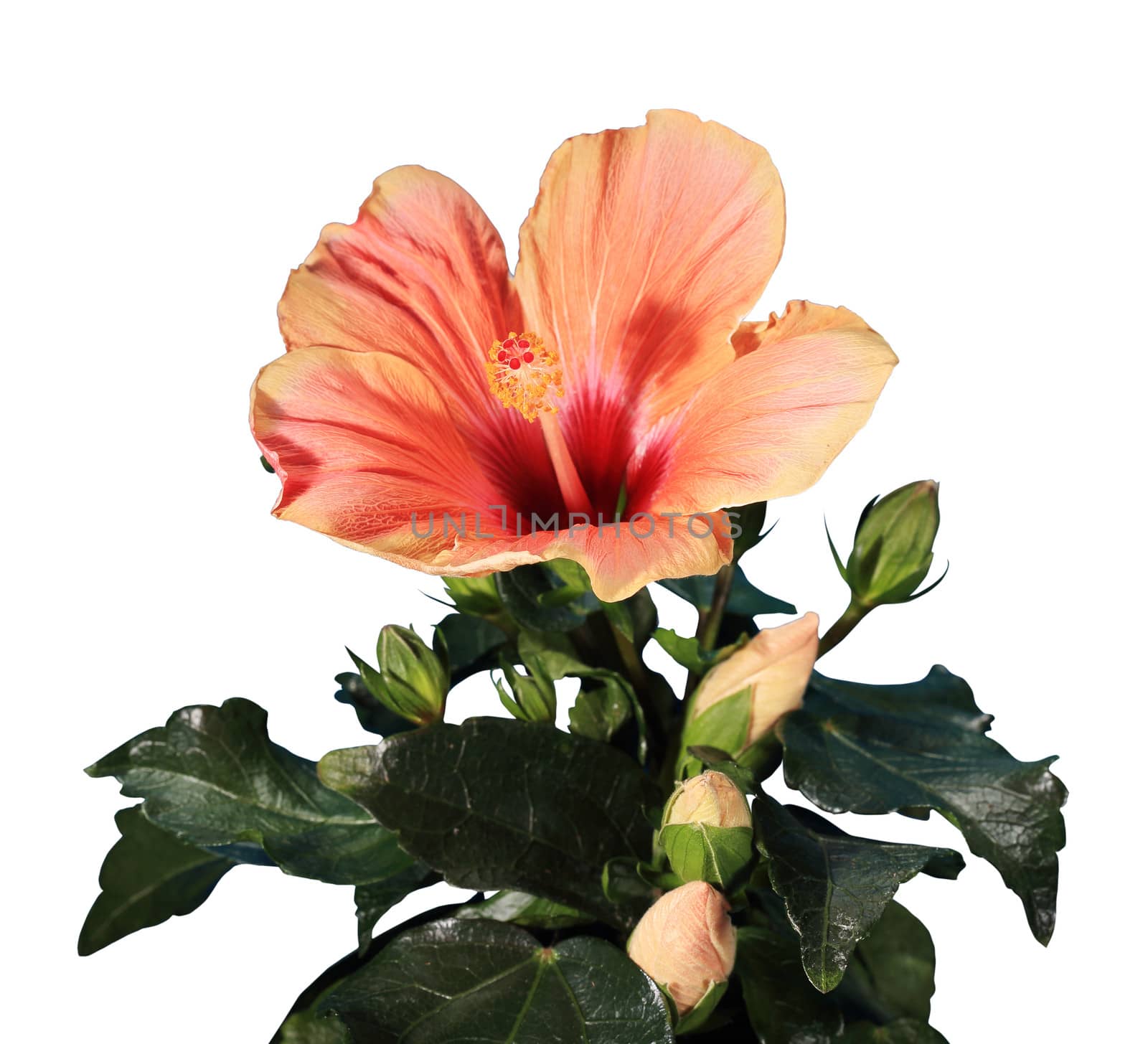 Blooming orange Hibiscus flower on the white background (Hibiscus Tahitian Orange Rainbow)