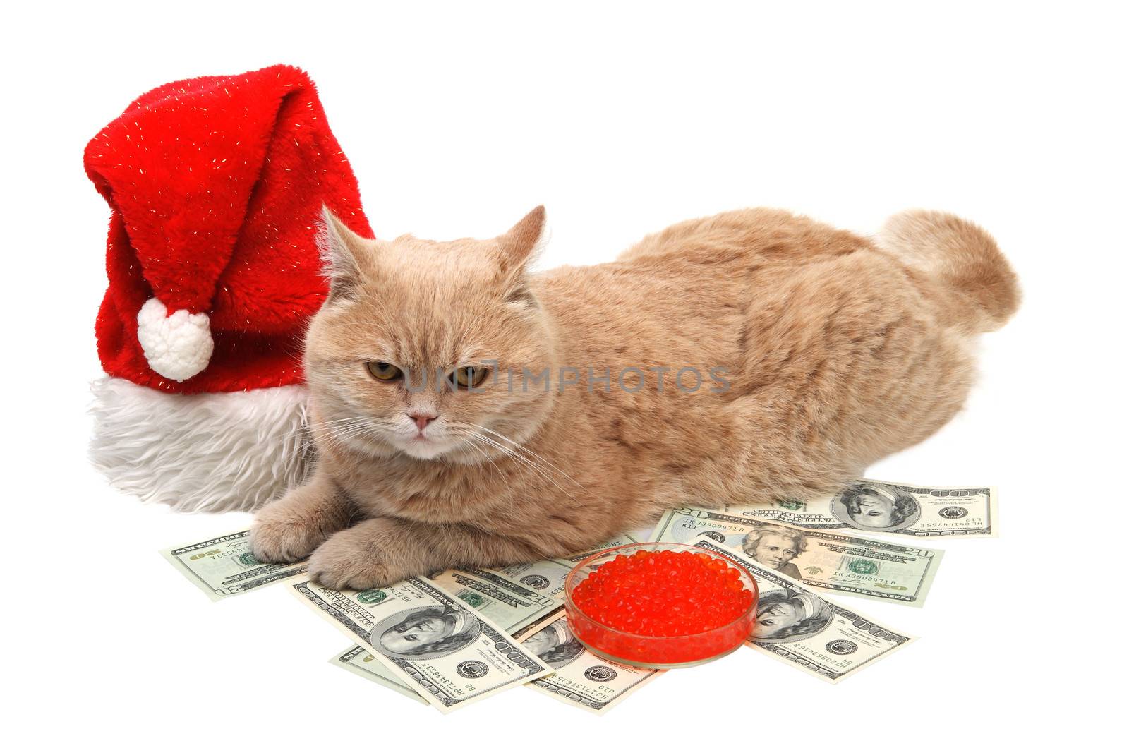 Red cat sitting on the dollar on the white background, Christmas, New Year
