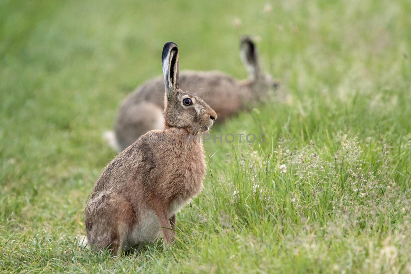 Hares in the wild. by johan10