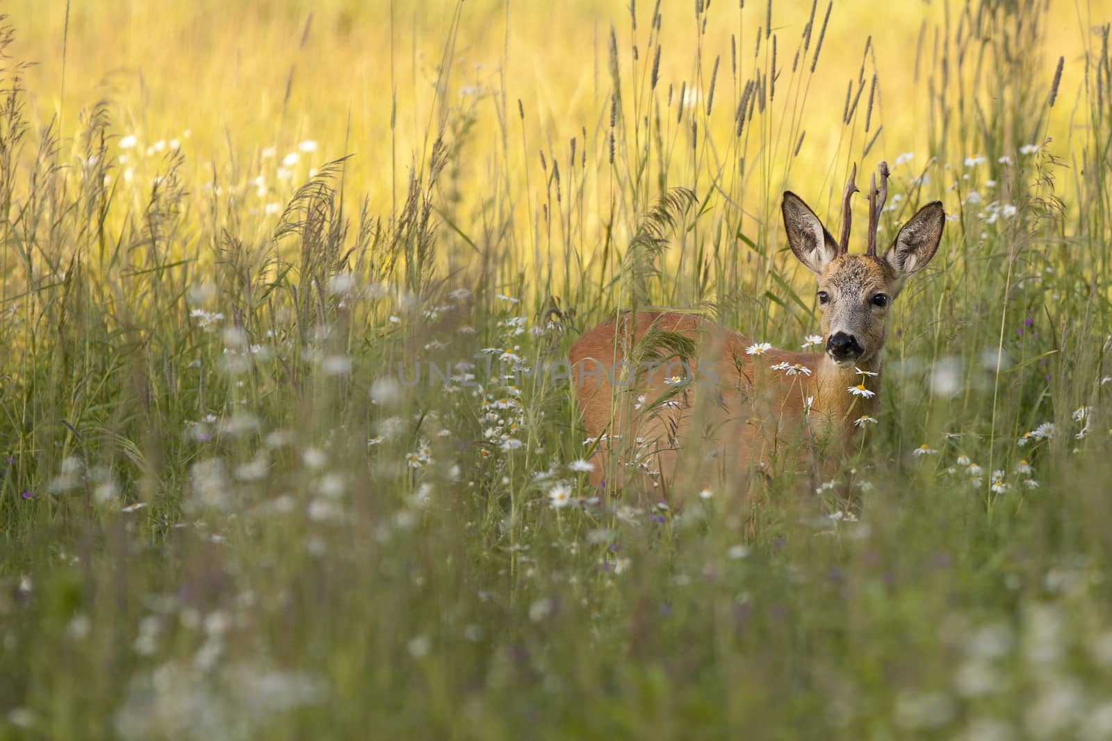 Roebuck in the wild, in the grass and flowers.