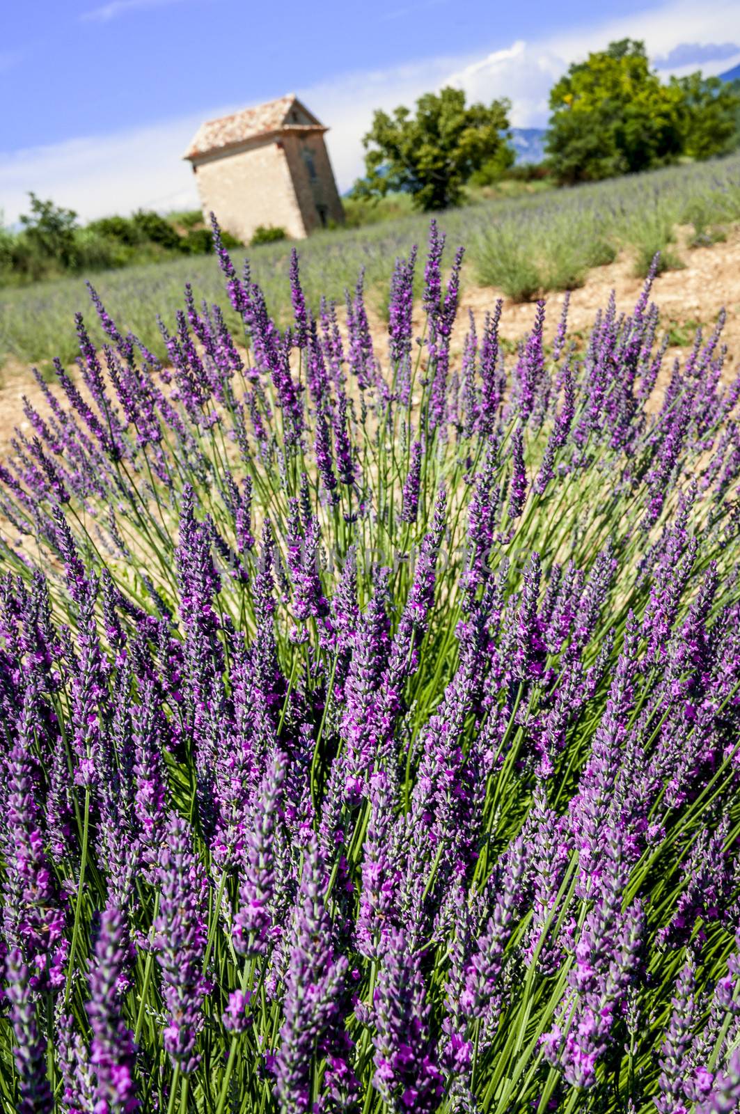 Image shows a lavender field in the region of Provence, southern France