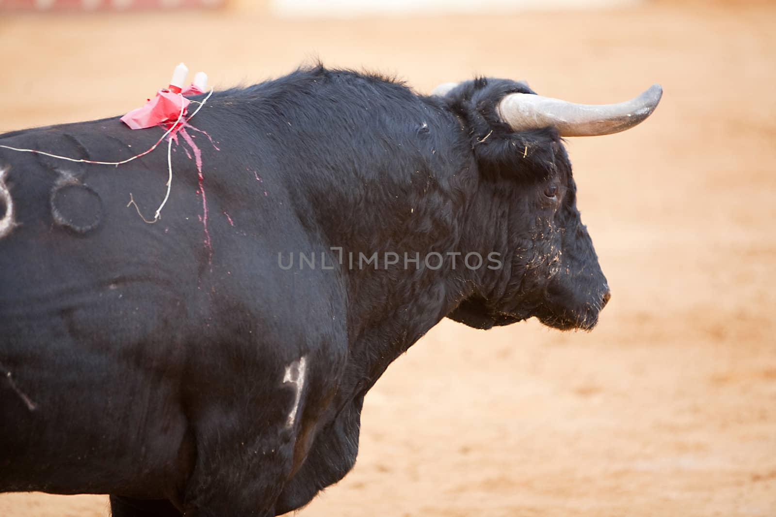 Fighting bull picture from Spain. Black bull