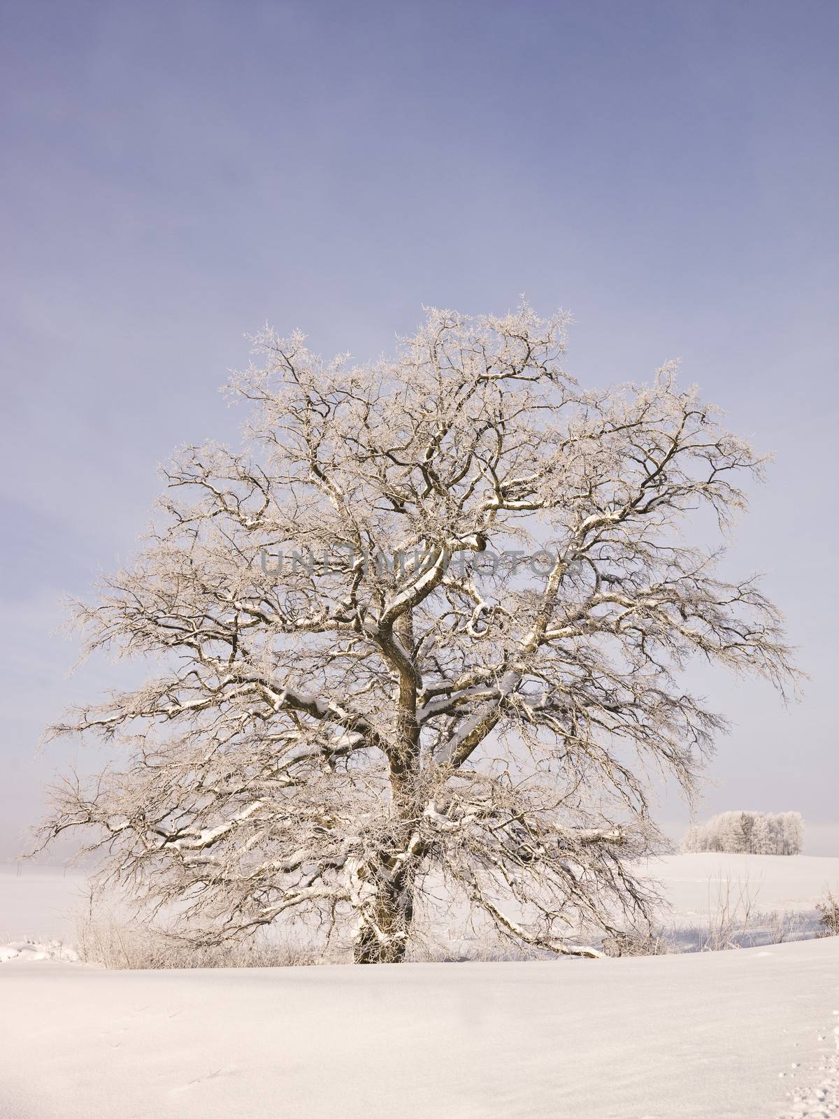 Winter tree by gemenacom