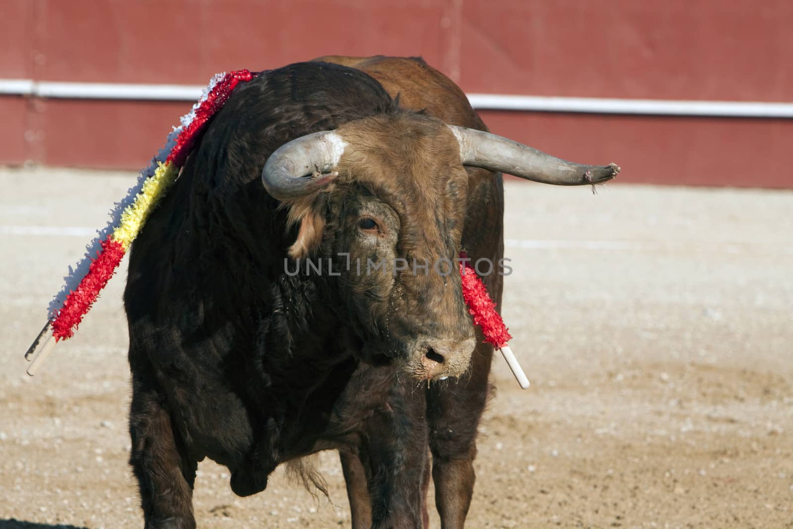 Bull of reddish brown hair, bullfight, Spain