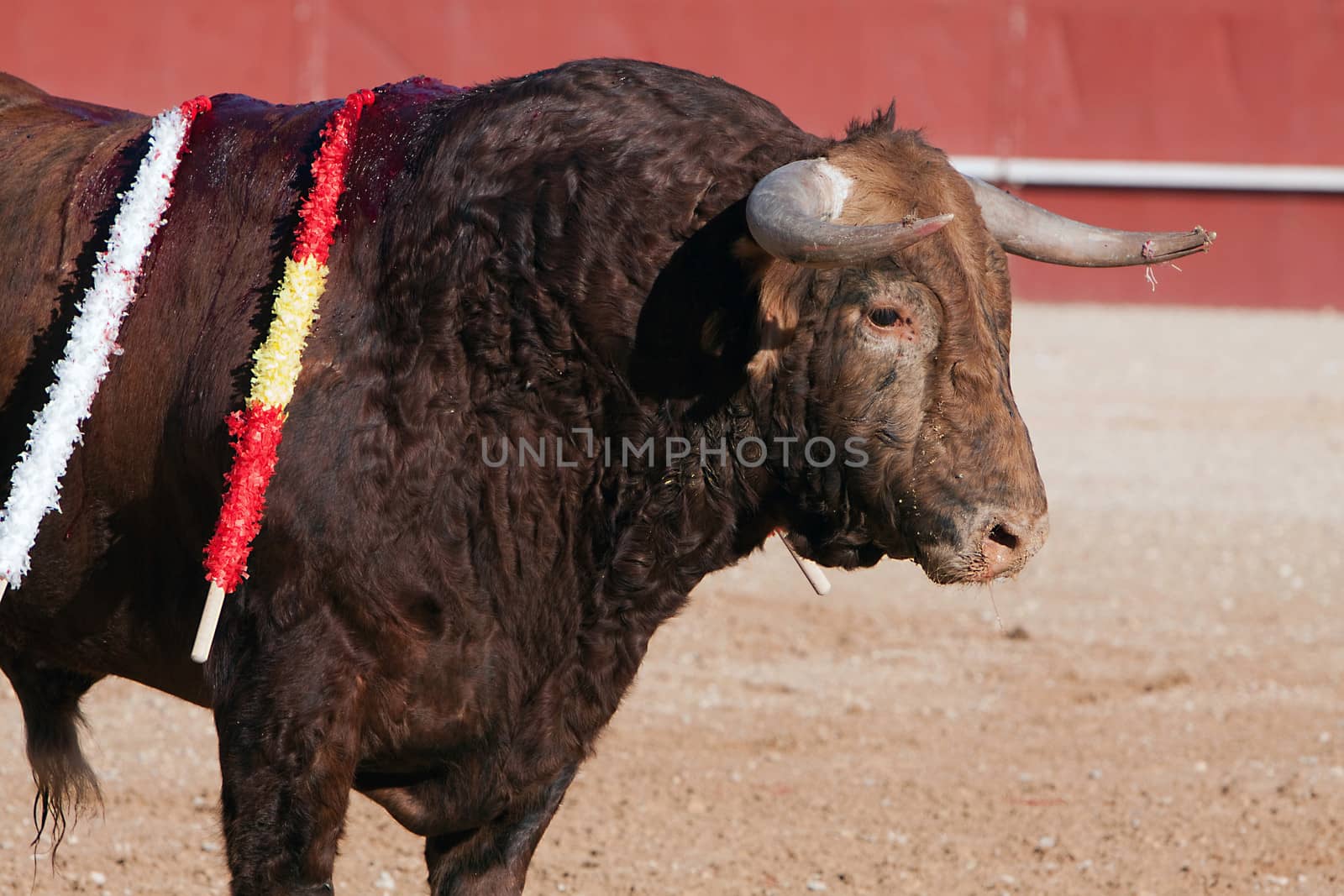 Bull of reddish brown hair, bullfight, Spain