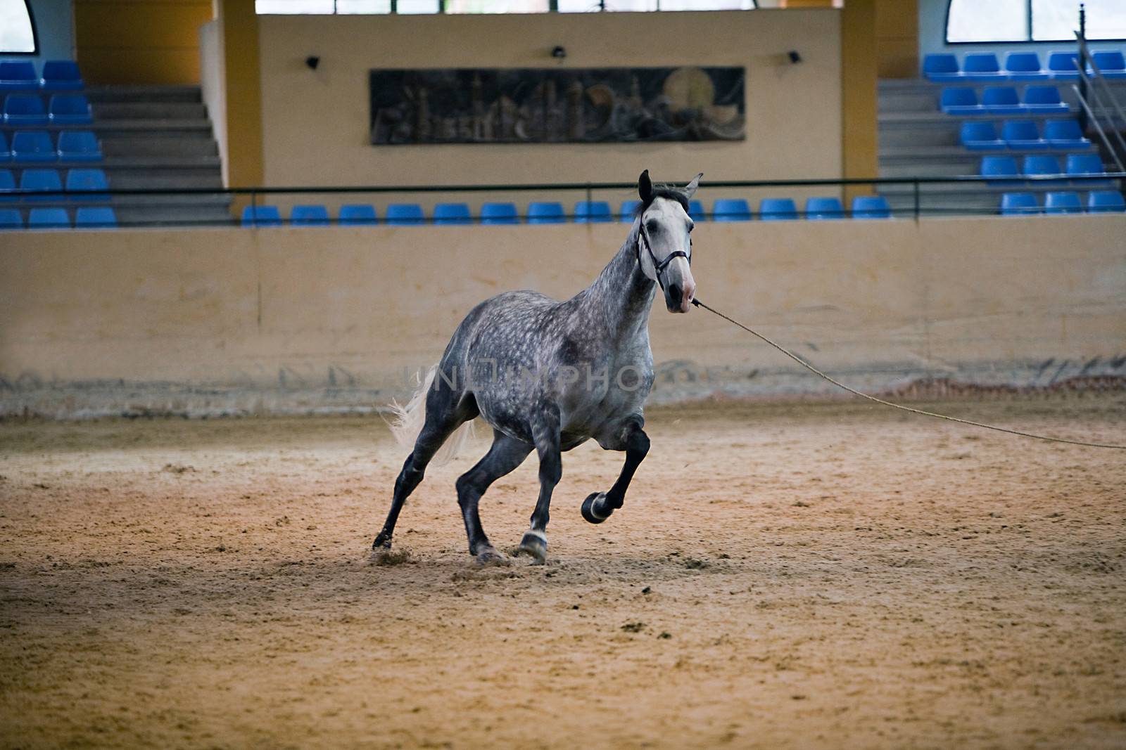 Functionality testing of horses of purebred Spanish, Spain by digicomphoto