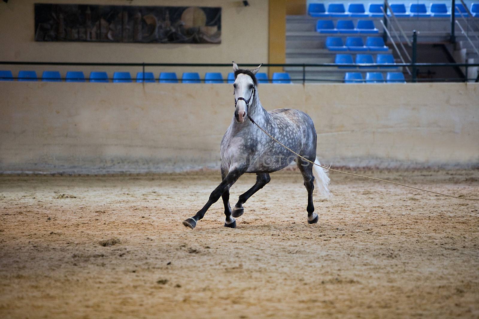 Equestrian test of morphology to pure Spanish horses, Spain