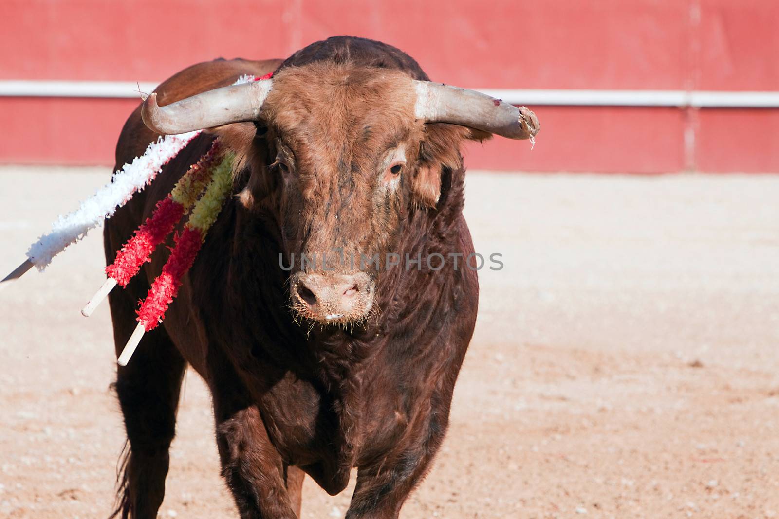 Bull of reddish brown hair, bullfight, Spain