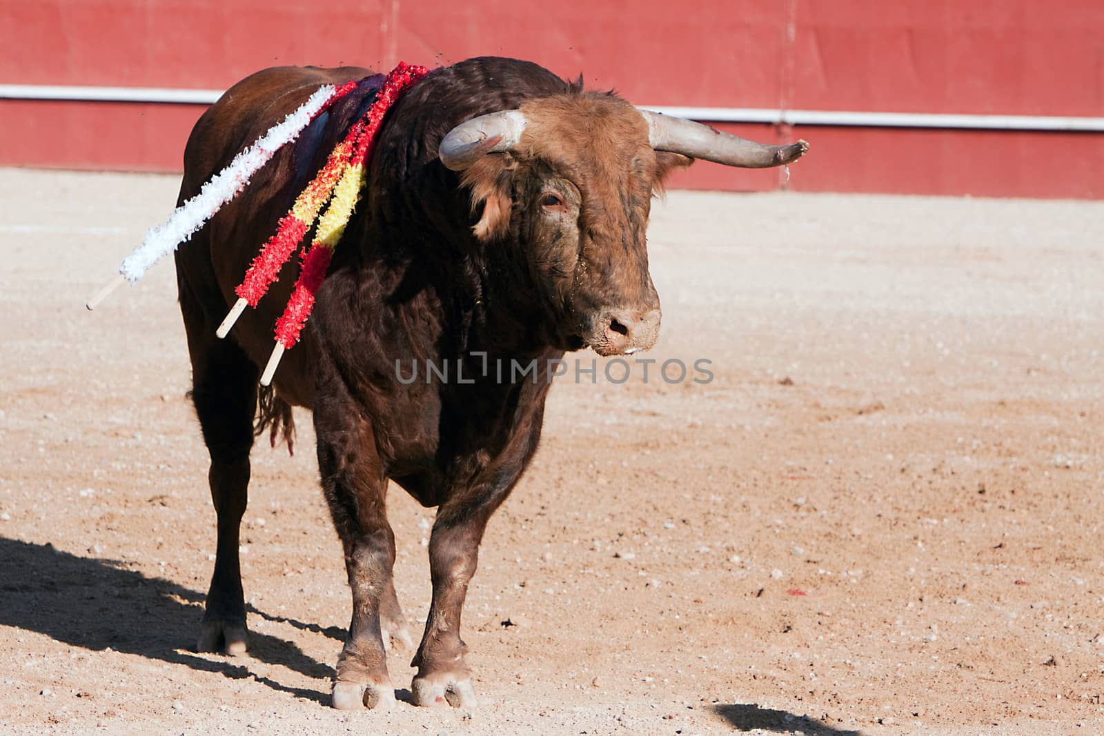   Fighting bull, Spain by digicomphoto