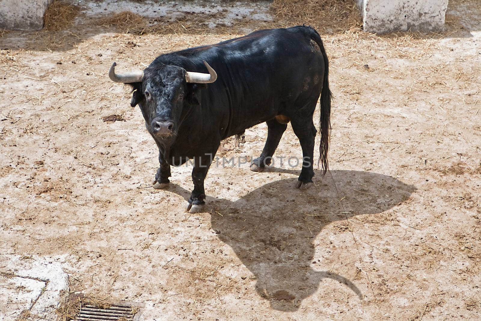 Spanish brave fight bull in the stable, Spain