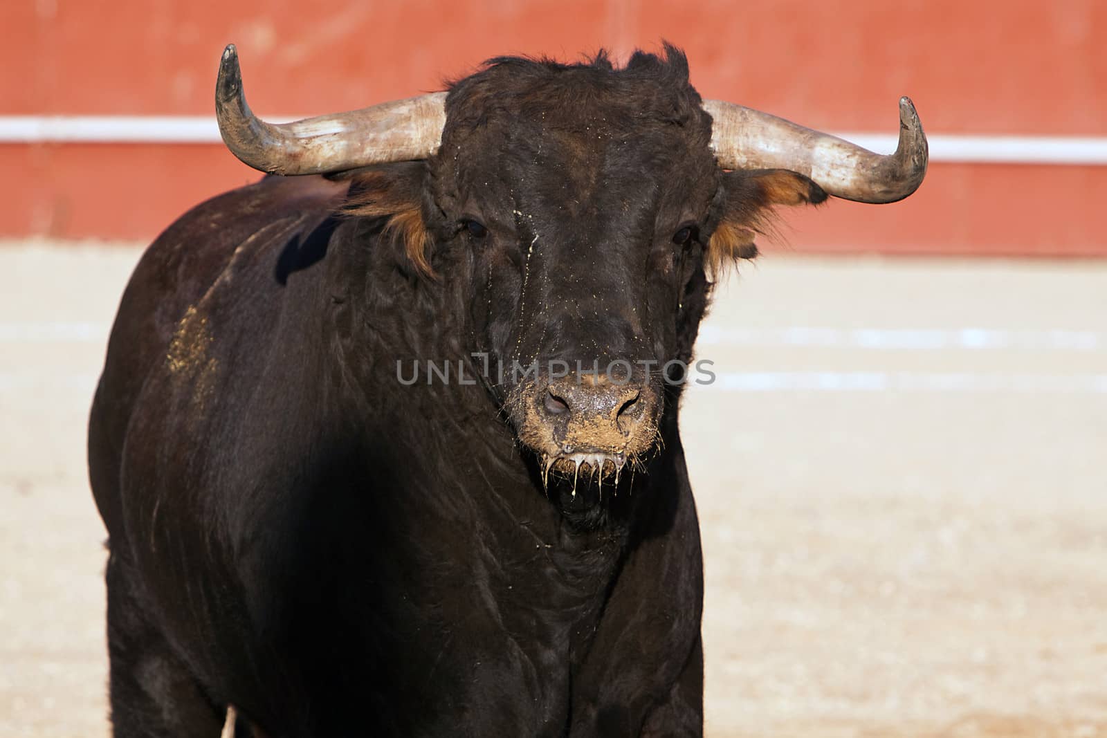 Fighting bull picture from Spain, Black bull