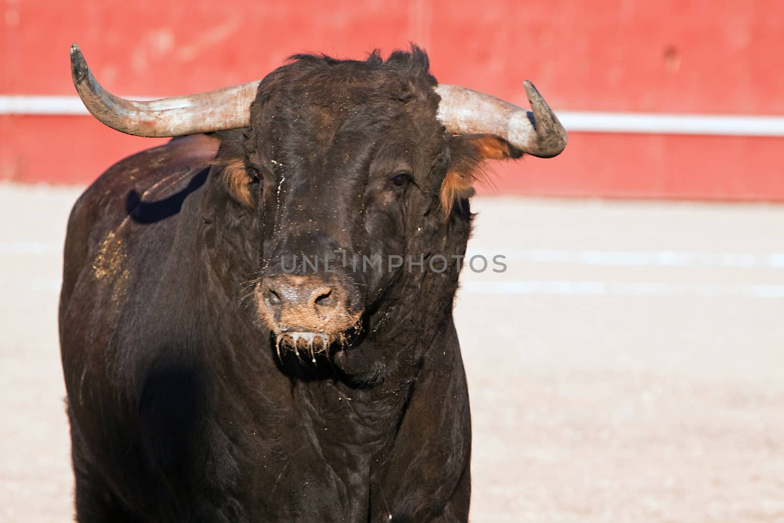 Fighting bull picture from Spain, Black bull