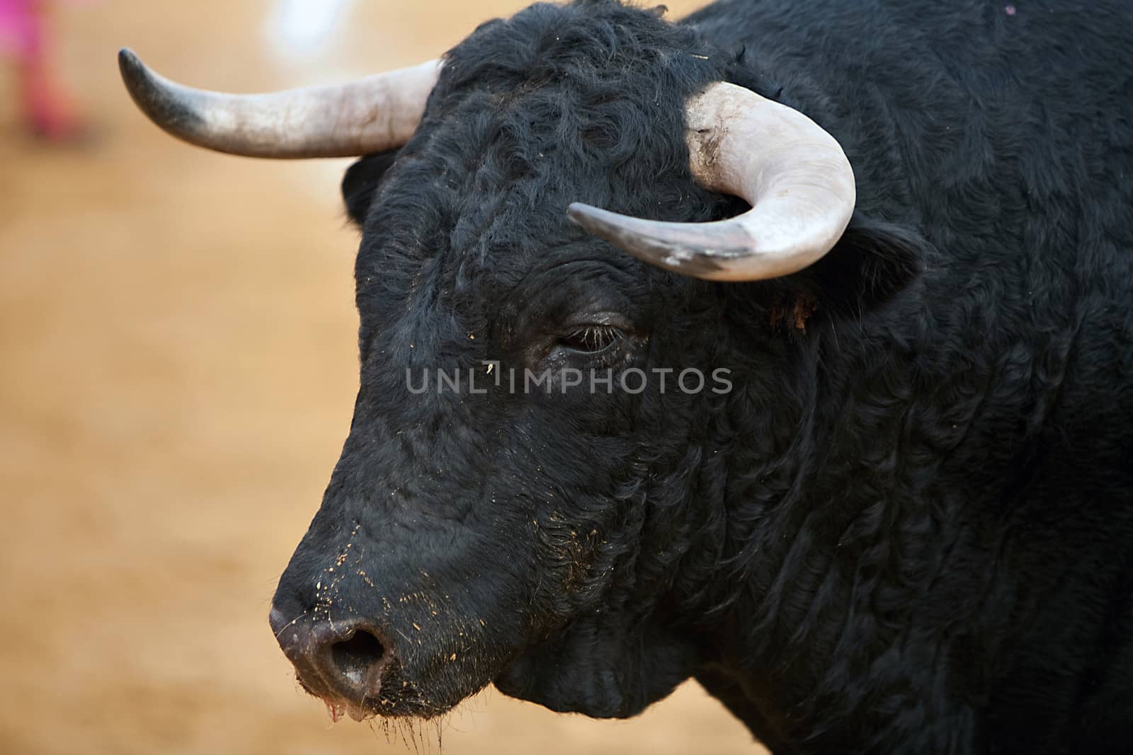 Bull black chestnut-colored hair, detail of the head and the horns in the foreground, bullfight, Spain