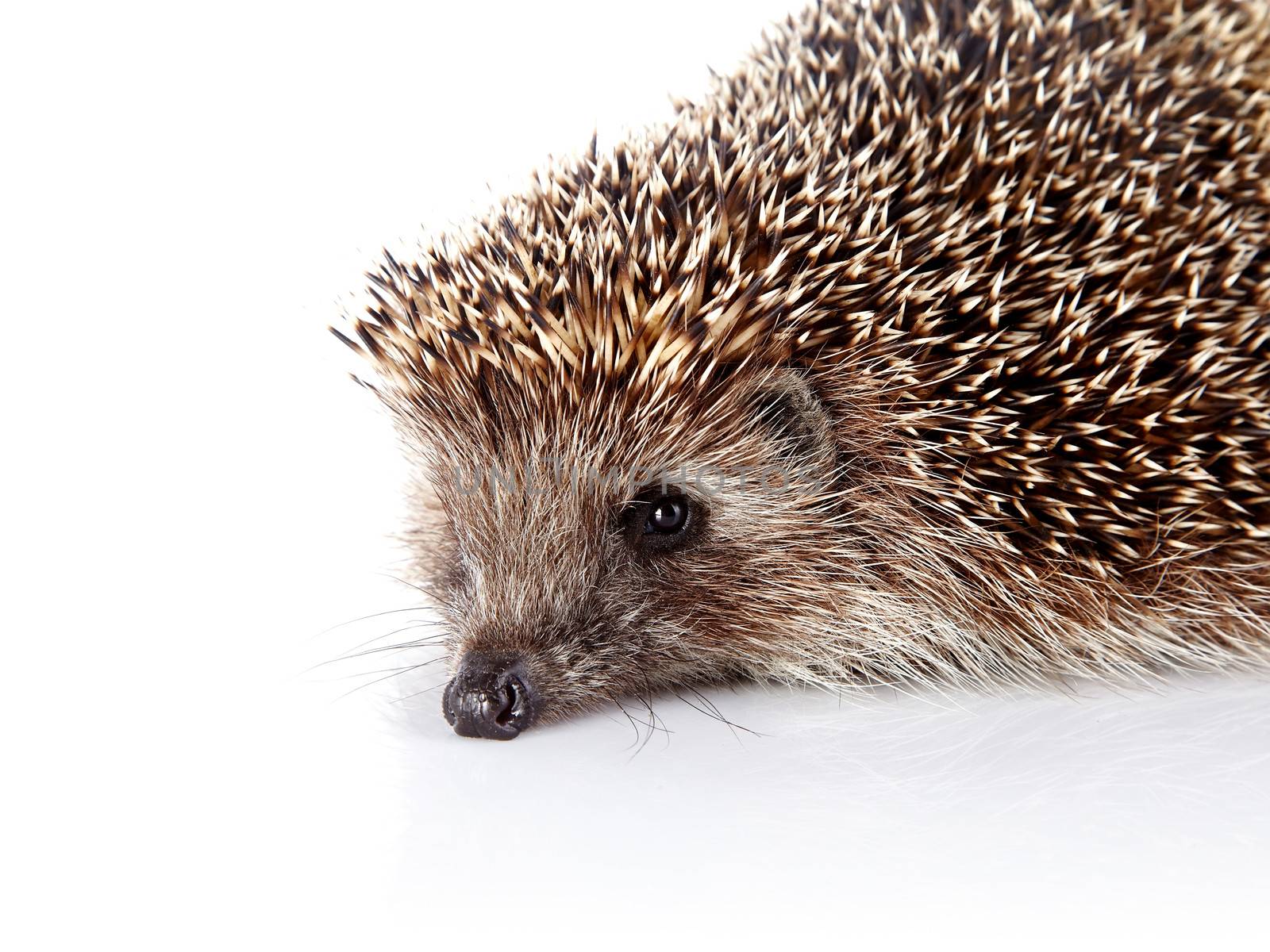 Prickly hedgehog. Ordinary hedgehog. Omnivore. Prickly animal.