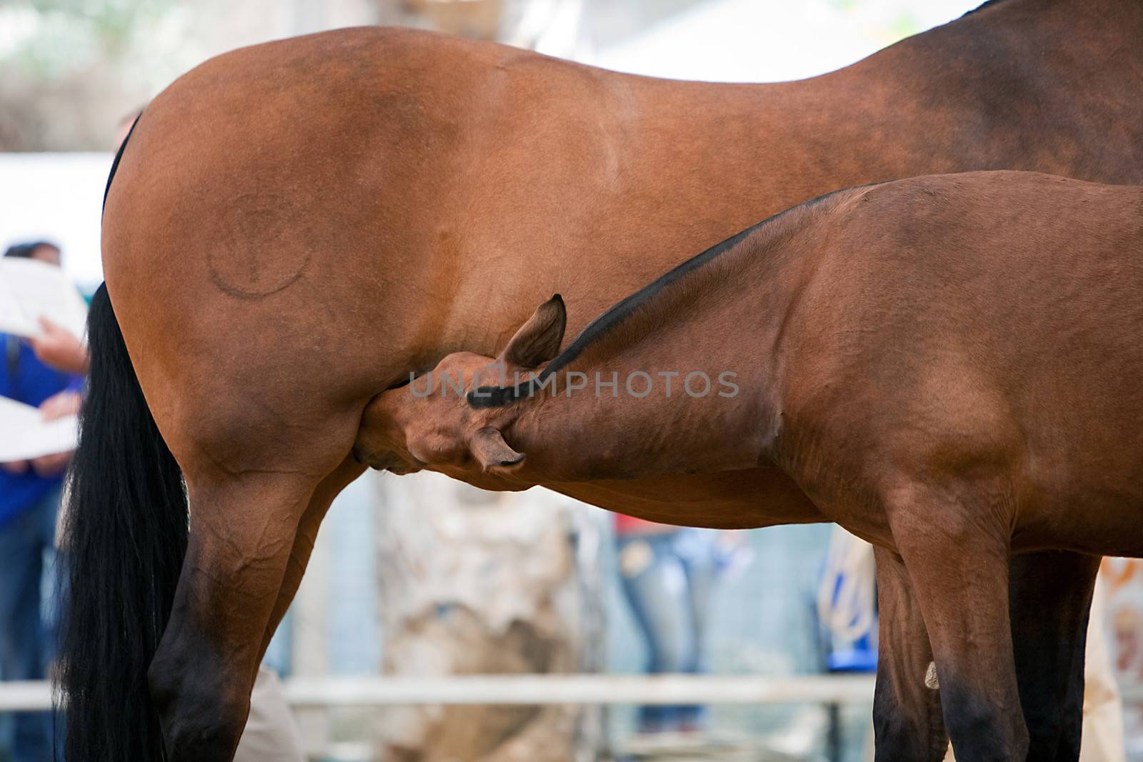 Mare with a colt during equestrian event held in Andujar, Jaen province, Andalucia, Spain by digicomphoto