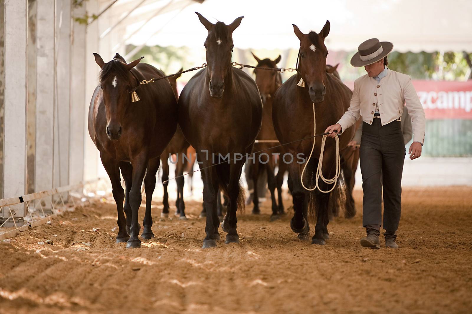 Equestrian test functionality with 3 pure Spanish horses, also called cobras 3 Mares, Spain