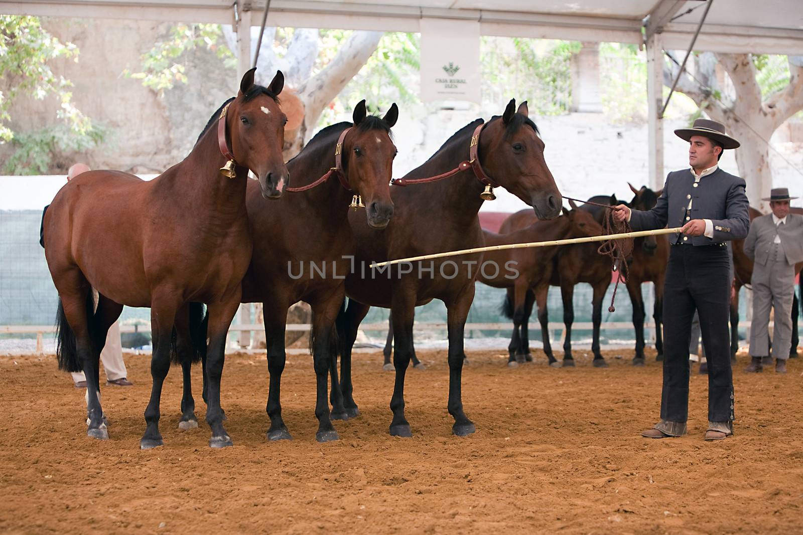 Equestrian test functionality with 3 pure Spanish horses, also called cobras 3 Mares, Spain