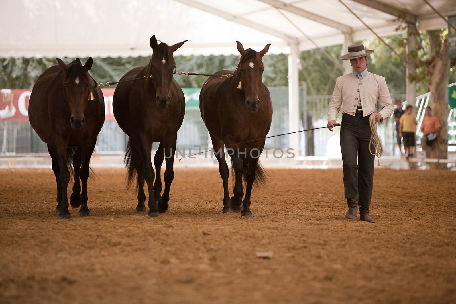 Equestrian test functionality with 3 pure Spanish horses, also called cobras 3 Mares, Spain