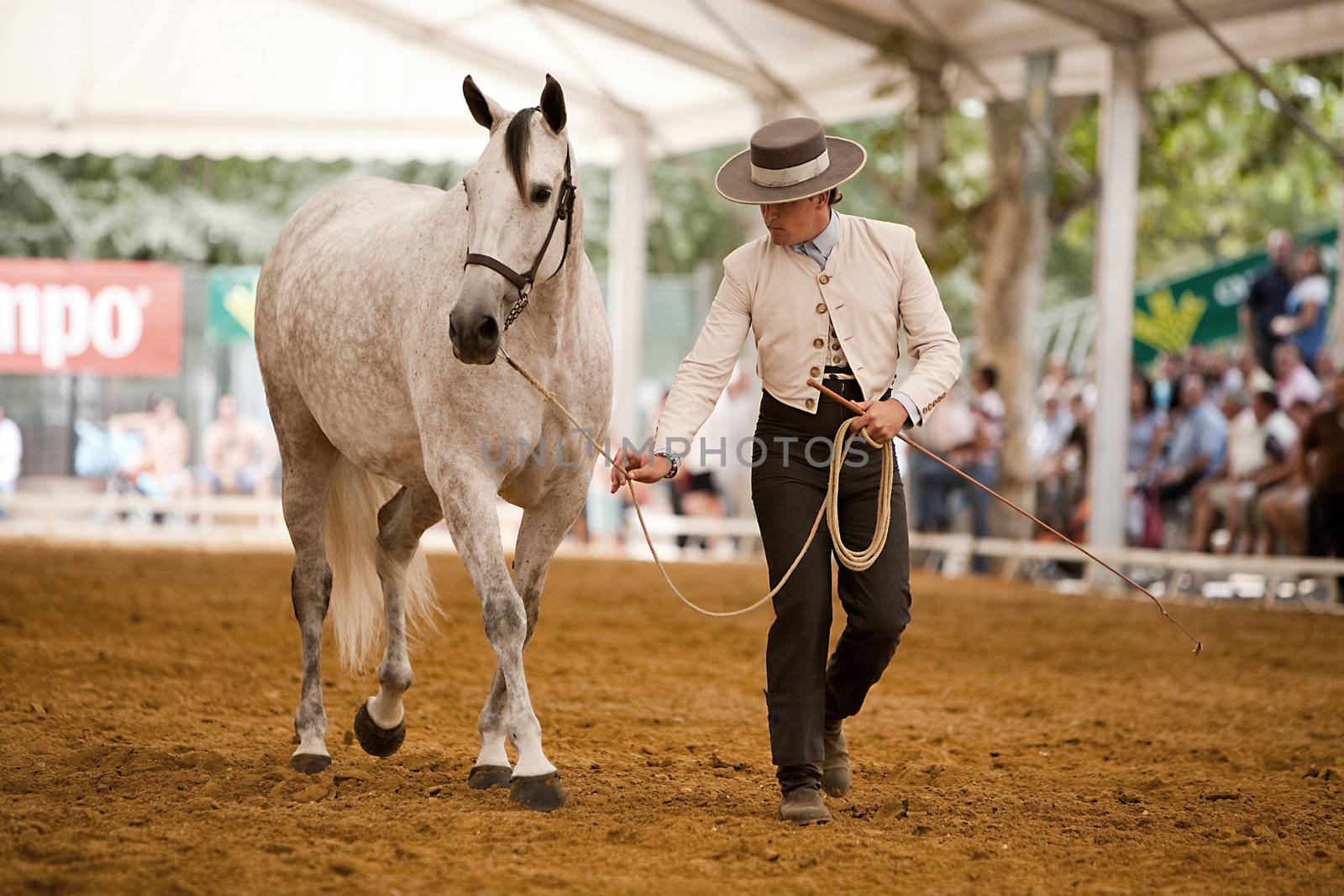 Functionality testing of horses of purebred Spanish, Spain by digicomphoto