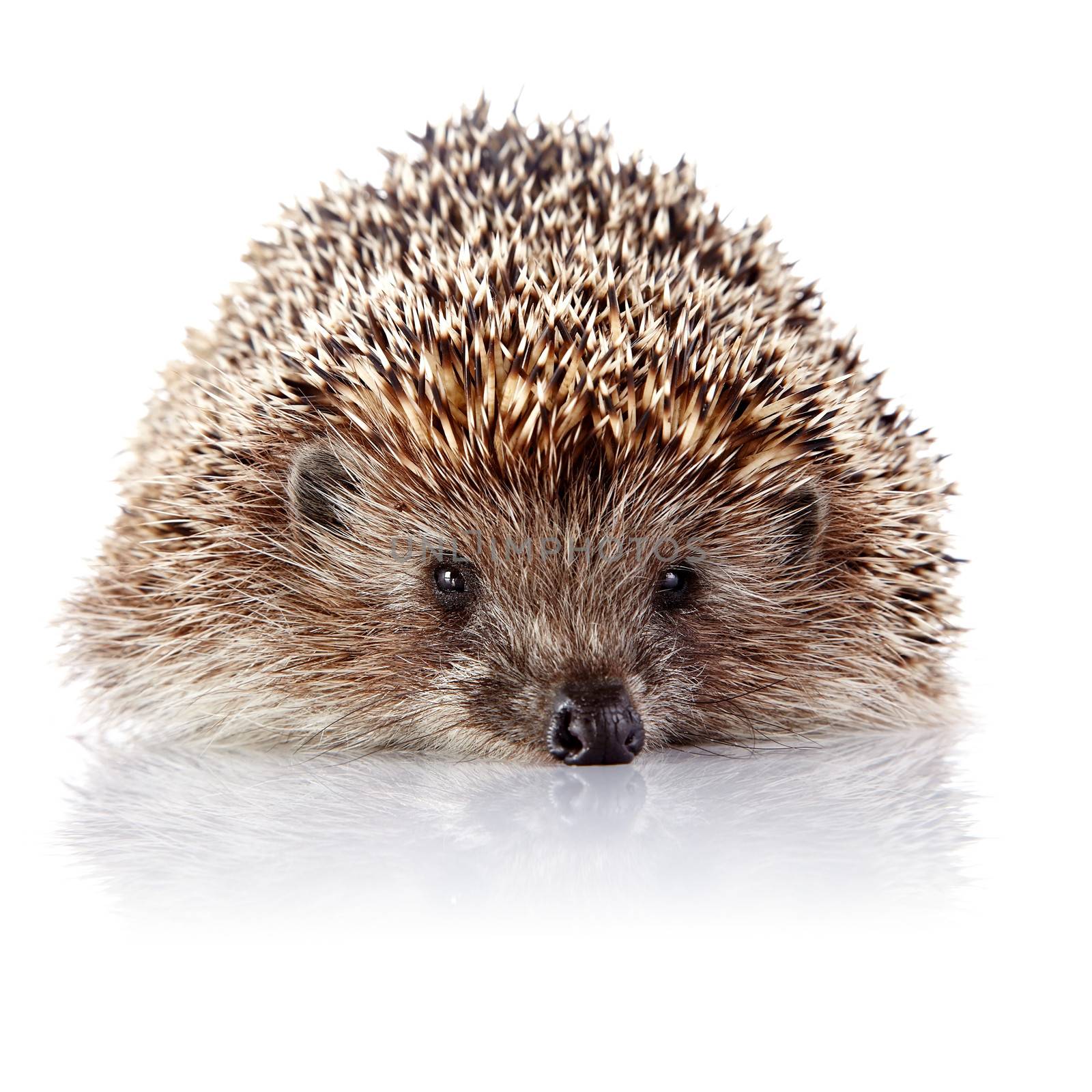 Prickly hedgehog on a white background by Azaliya