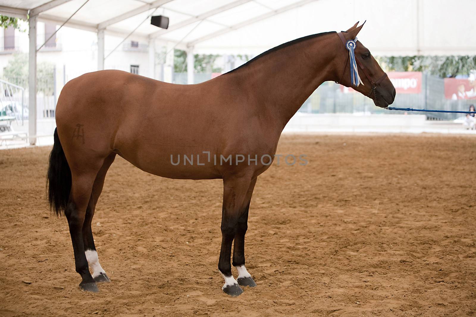 Functionality testing of horses of purebred Spanish, Spain by digicomphoto