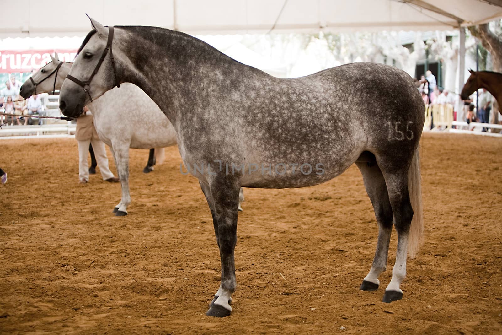 Functionality testing of horses of purebred Spanish, Spain by digicomphoto