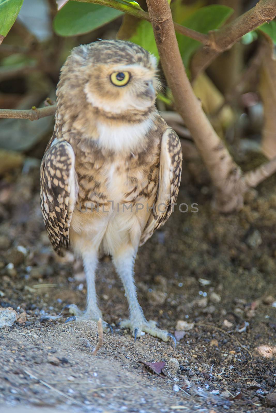 small owl by steirus