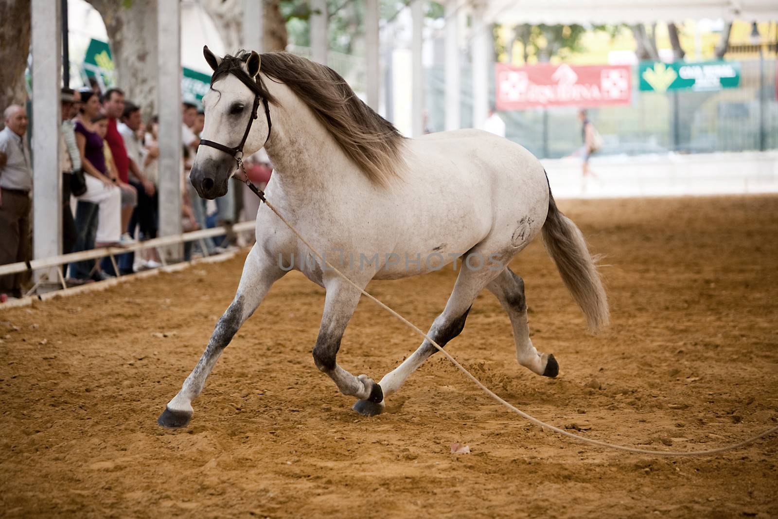 Functionality testing of horses of purebred Spanish, Spain by digicomphoto