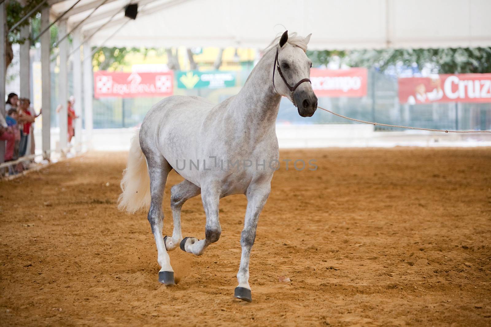 Equestrian test of morphology to pure Spanish horses, Spain