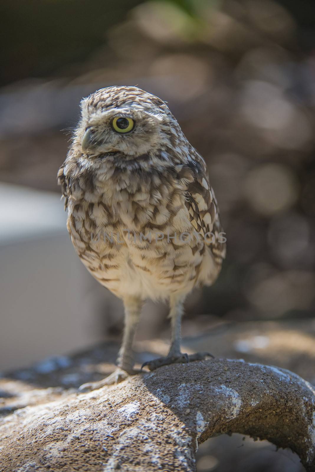 Short-eared Owl (Asio flammeus). Photo is shot July 25, 2013.
