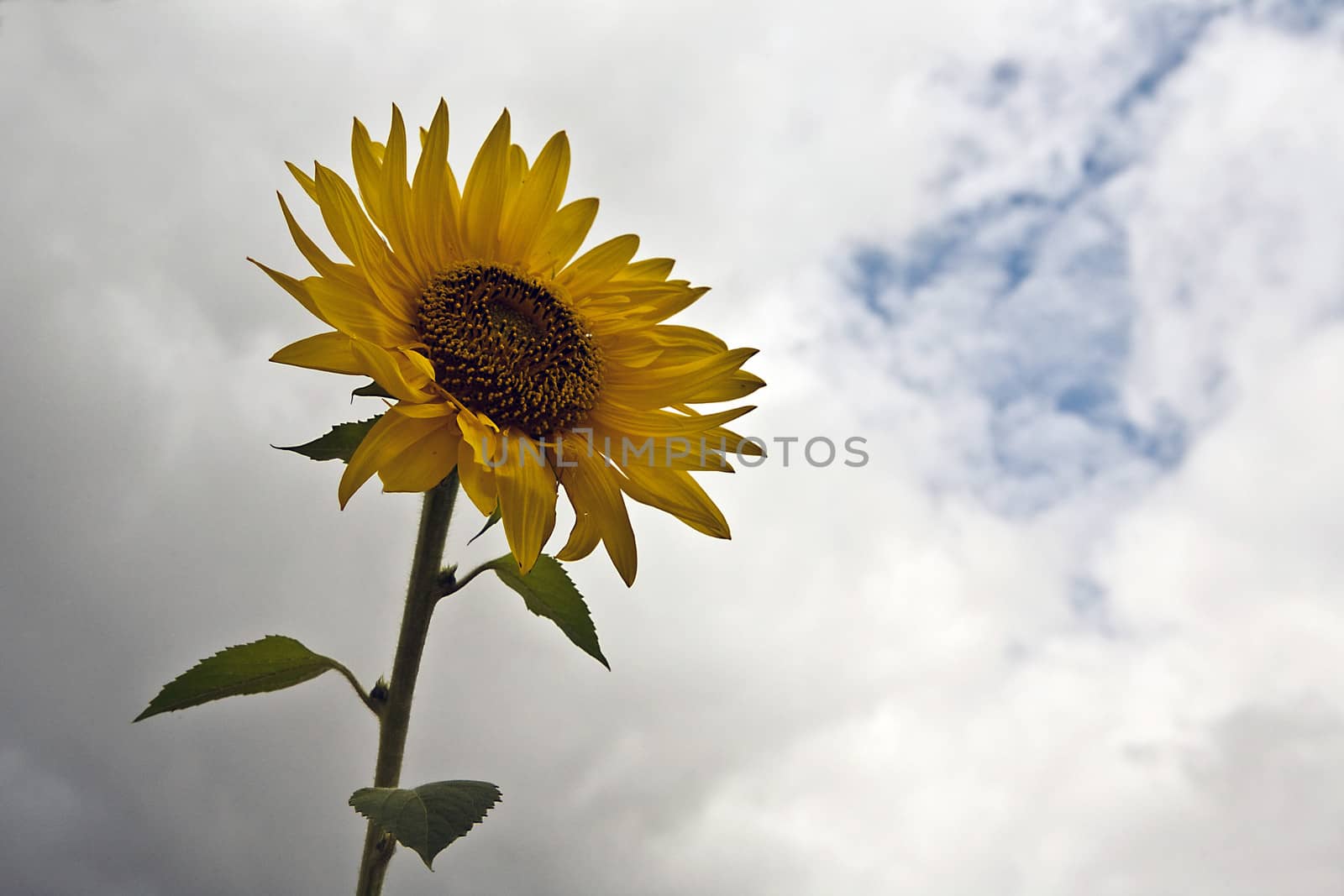 Sunflower a day of cloudy sky, Spain