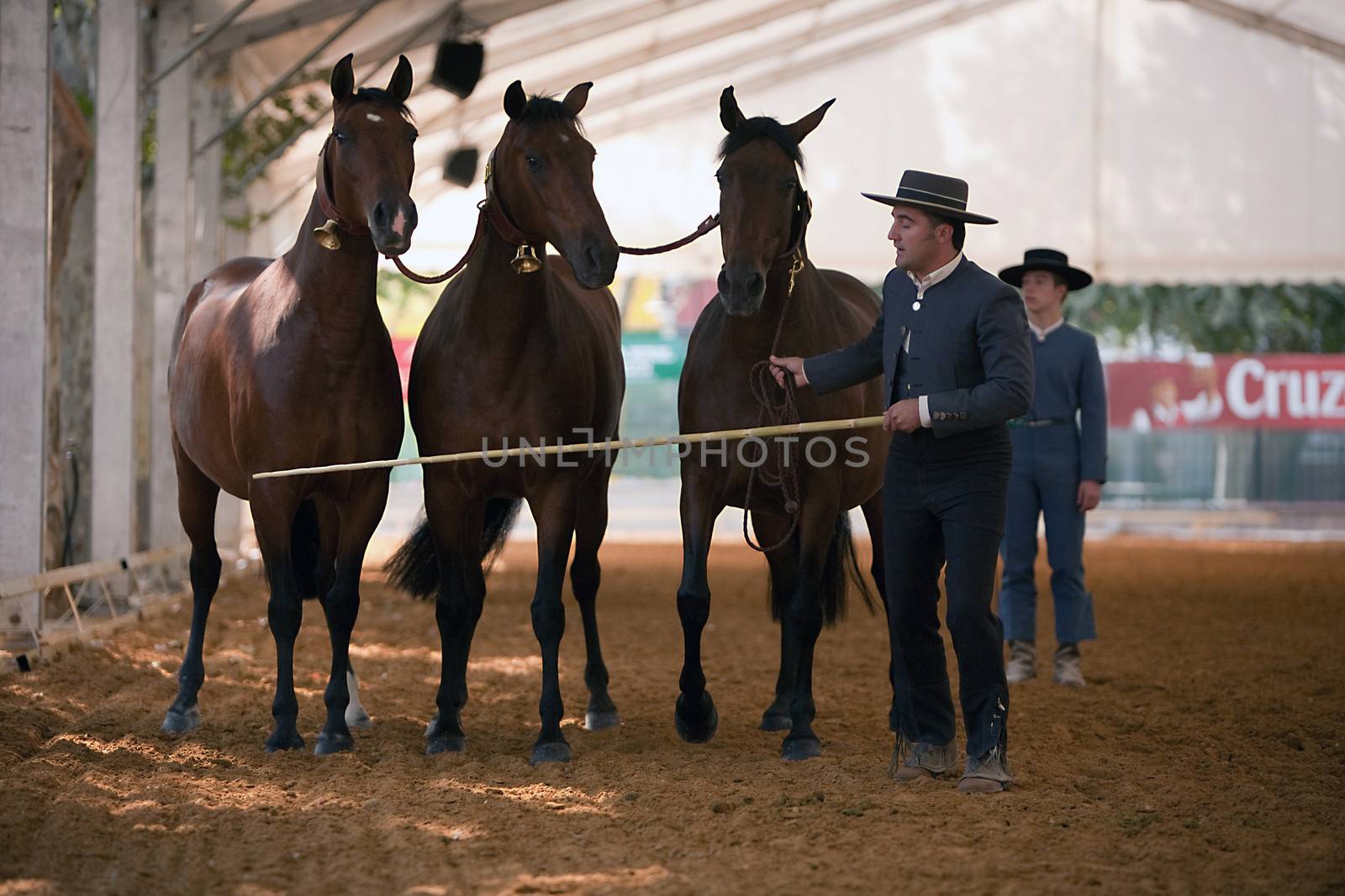 Equestrian test functionality with 3 pure Spanish horses, also called cobras 3 Mares, Spain