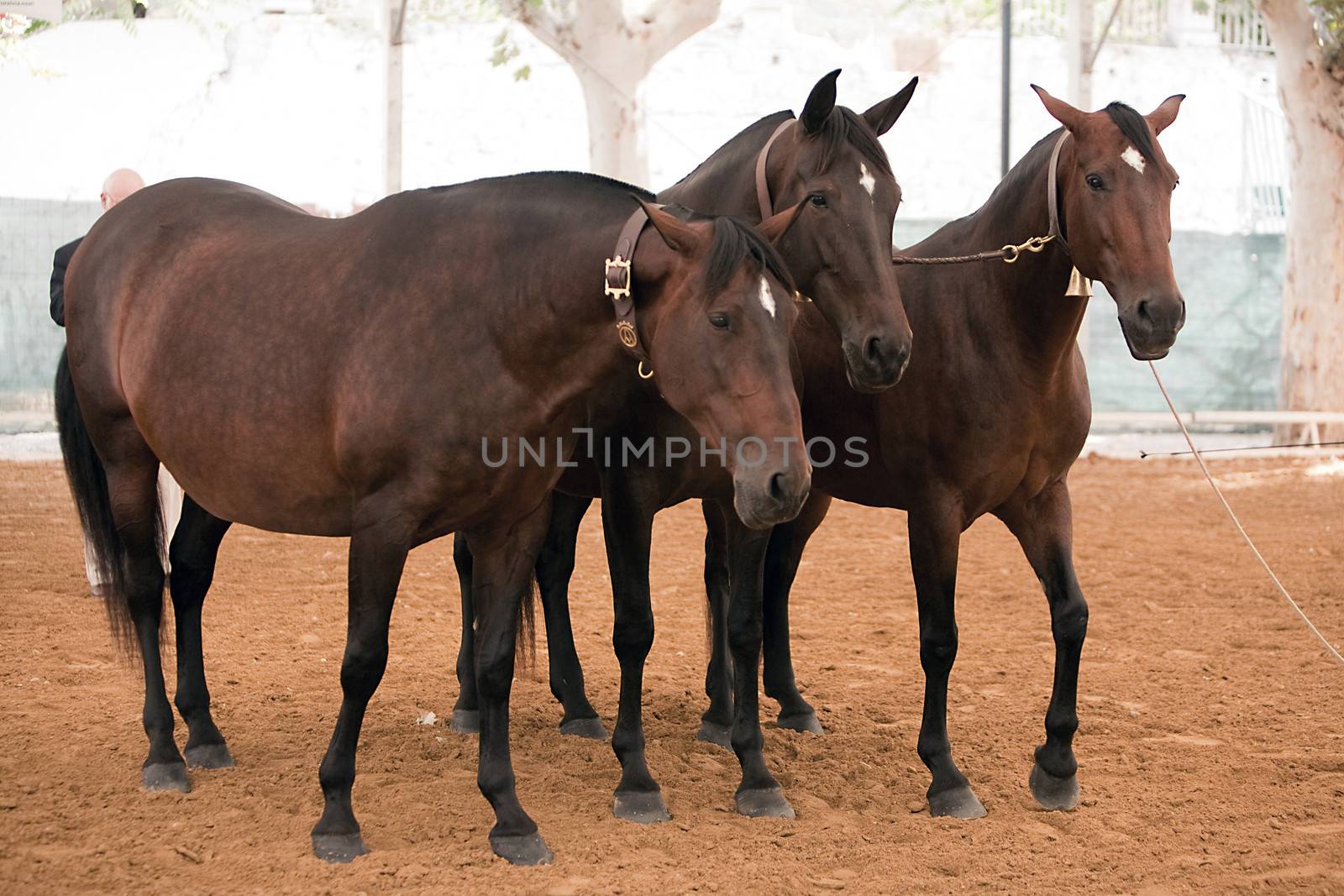 Functionality testing of horses of purebred Spanish, Spain by digicomphoto