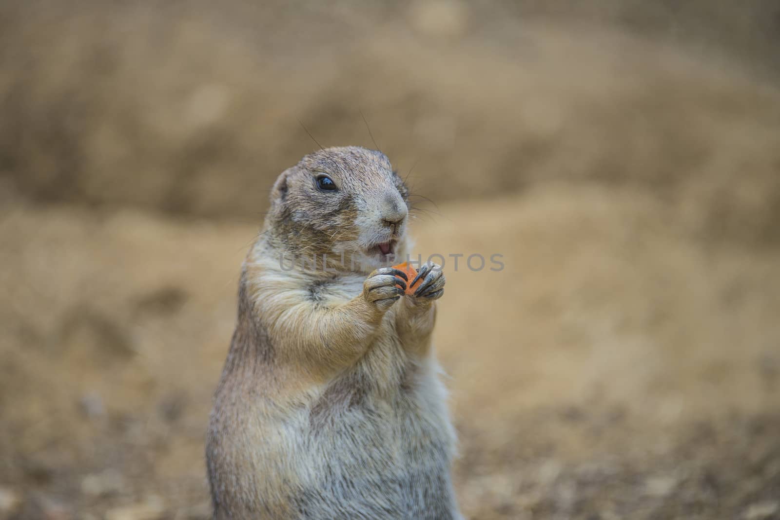Prairie dog, (Cynomys). Photo is shot July 27, 2013.