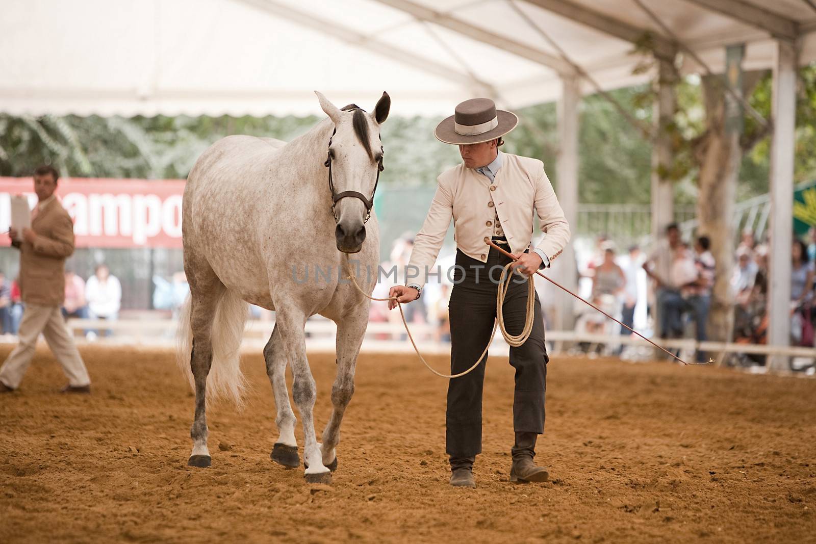 Functionality testing of horses of purebred Spanish, Spain by digicomphoto