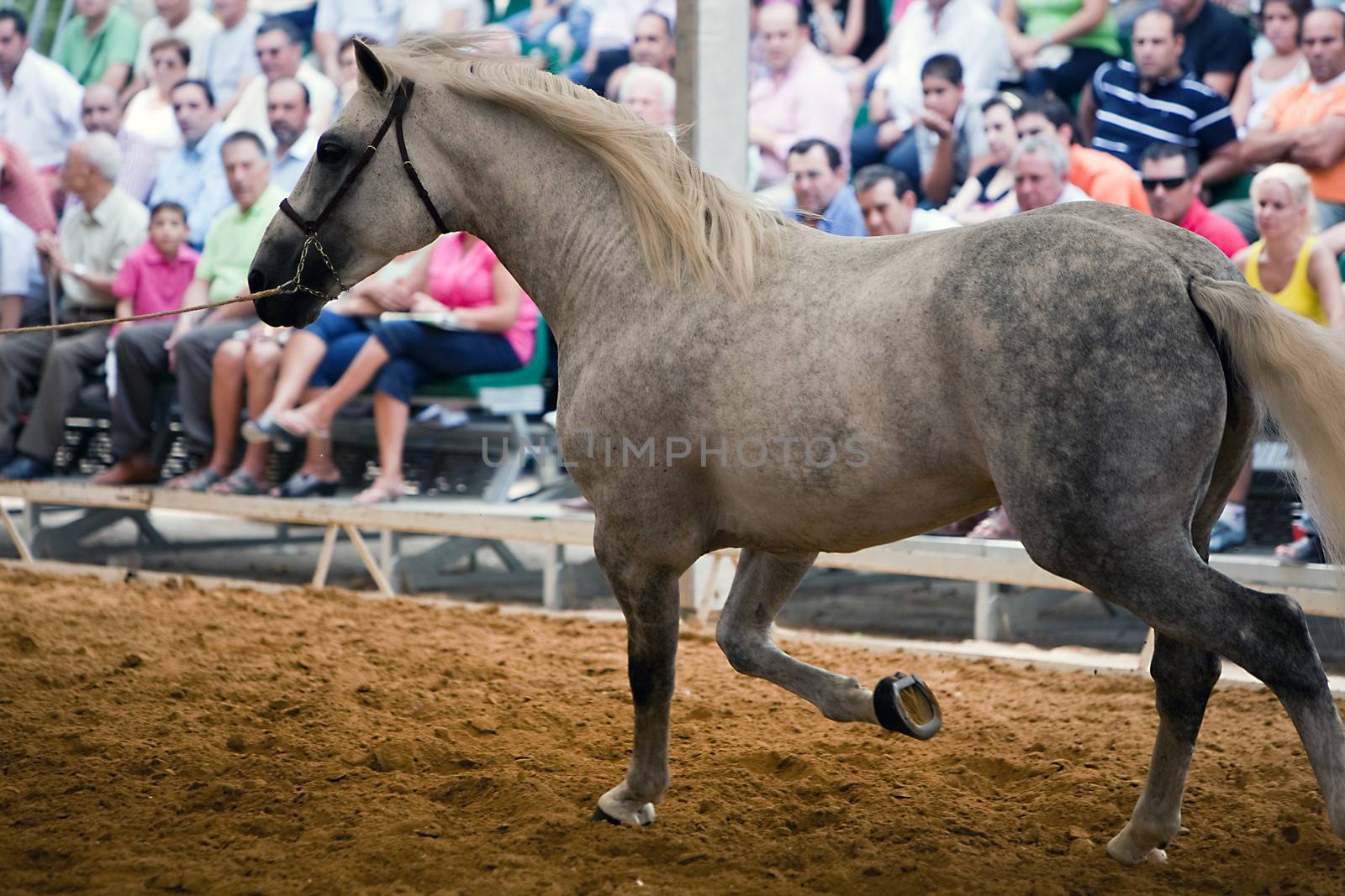 Equestrian test of morphology to pure Spanish horses, Spain