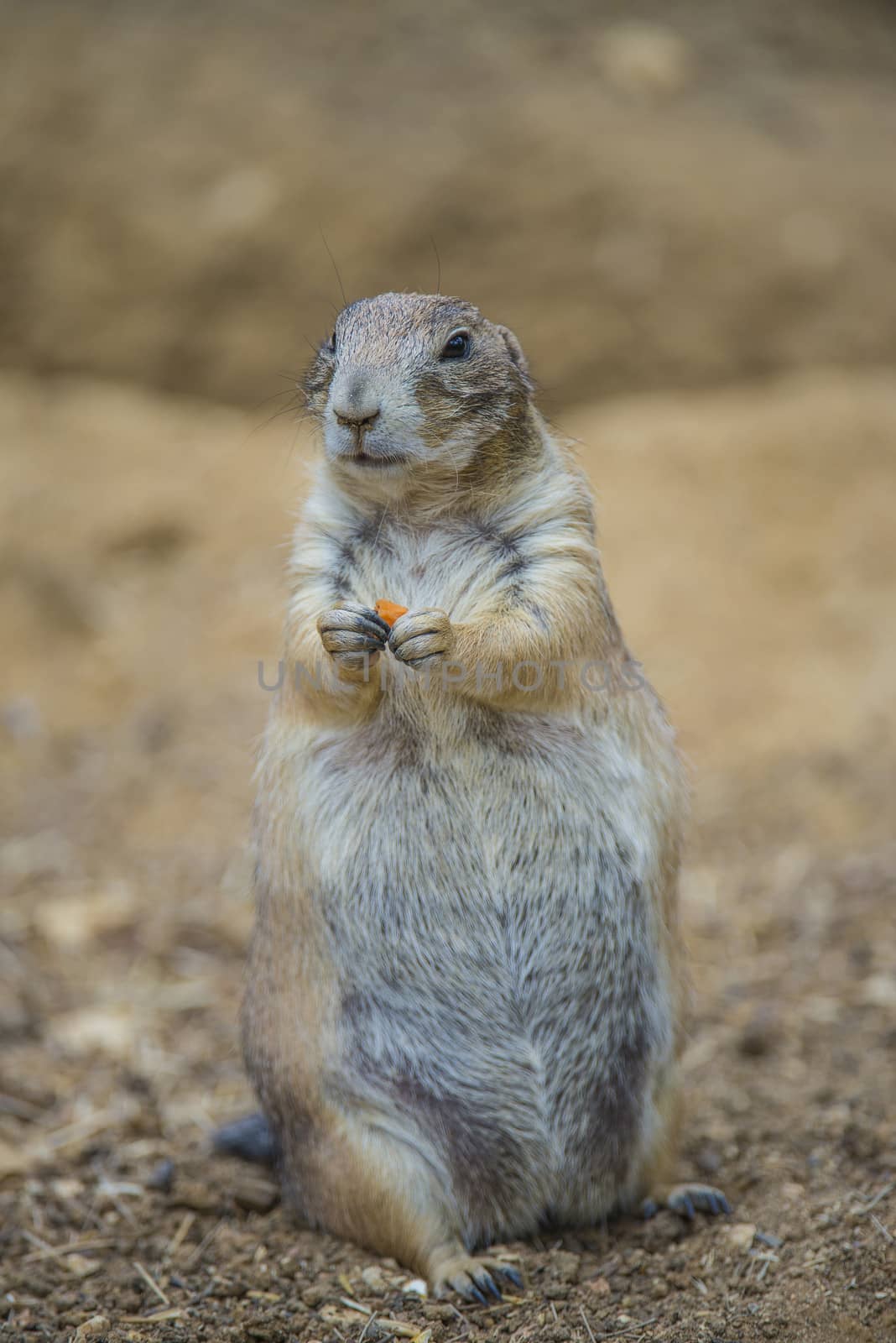 Prairie dog, (Cynomys). Photo is shot July 27, 2013.