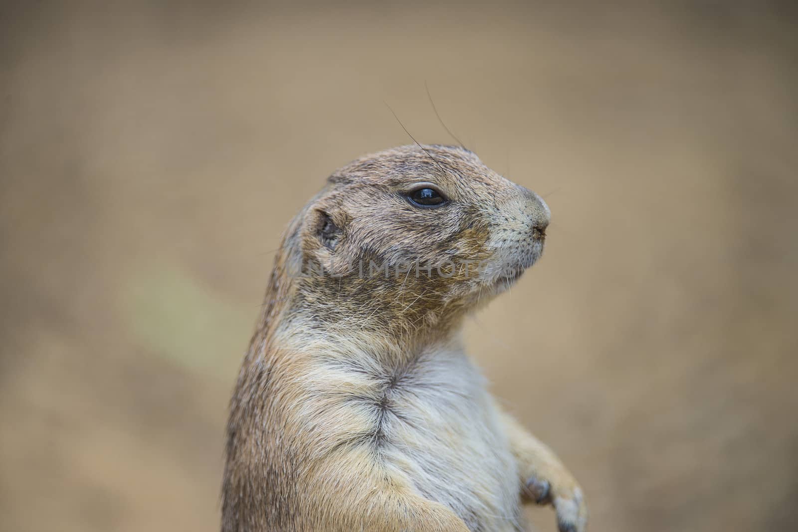 Prairie dog, (Cynomys). Photo is shot July 27, 2013.