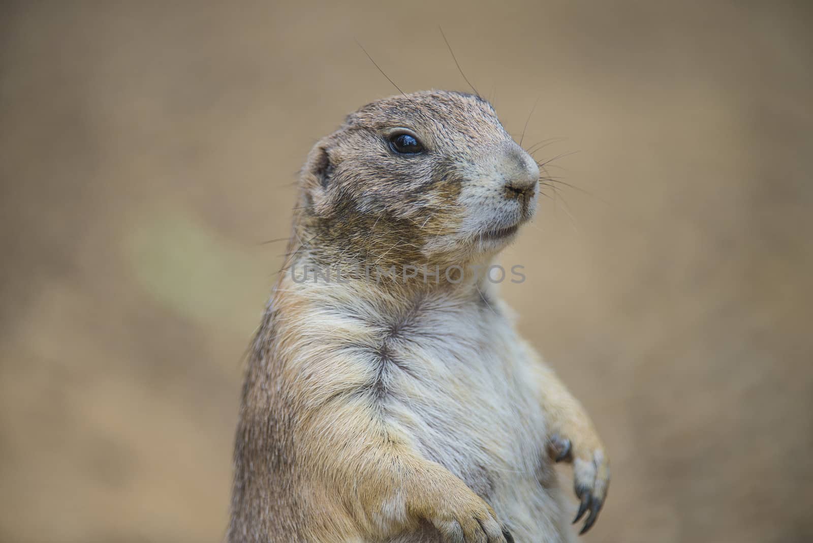 Prairie dog, (Cynomys). Photo is shot July 27, 2013.