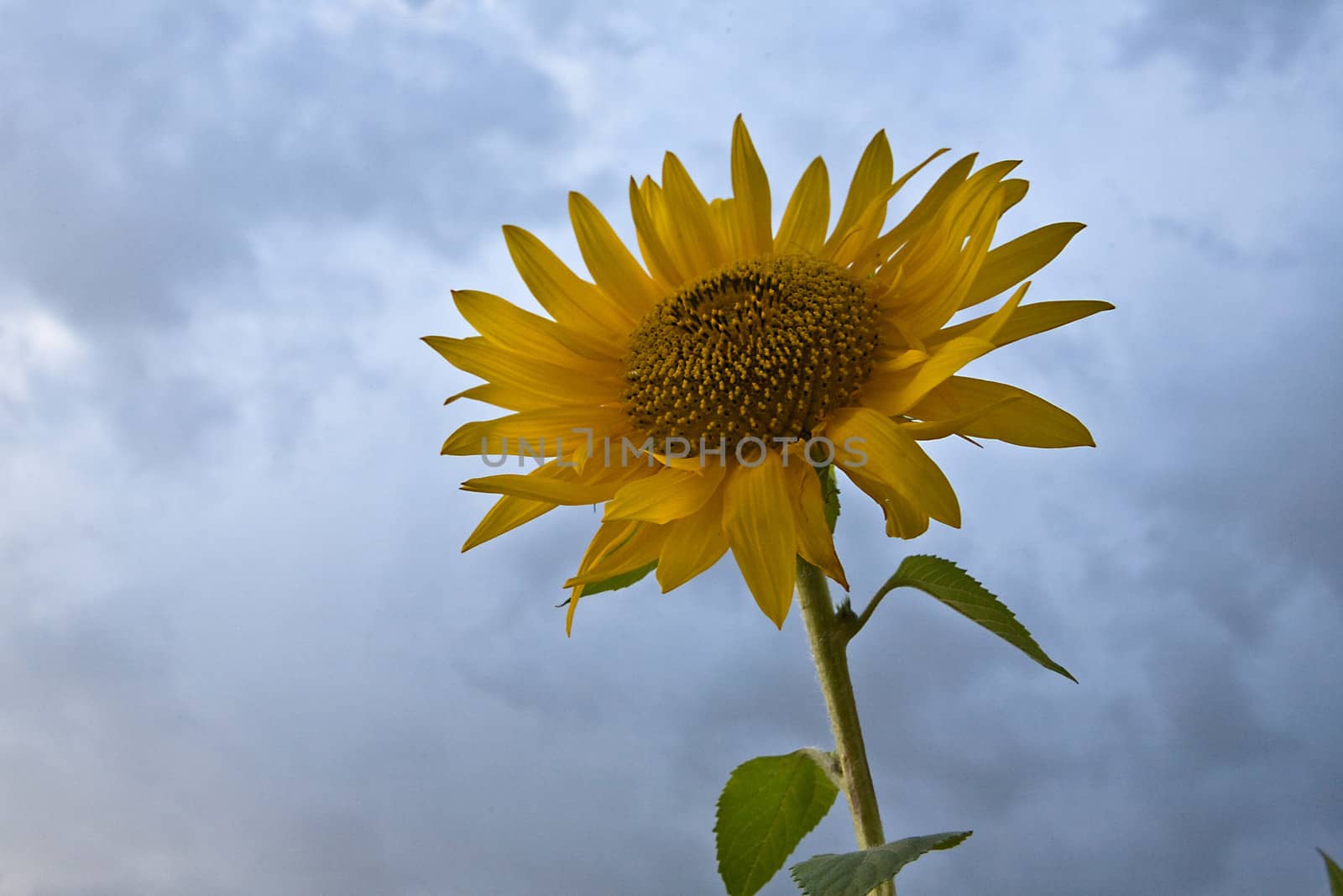 Sunflower a day of cloudy sky, Spain by digicomphoto