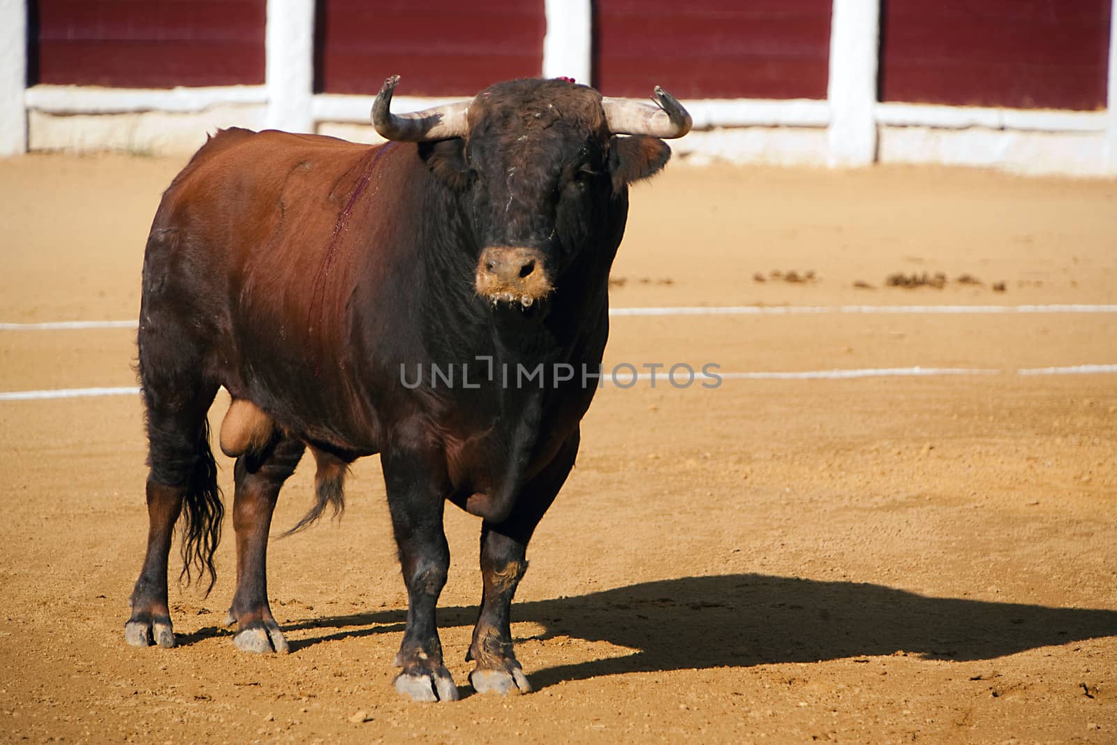 Capture of the figure of a brave bull in a bullfight, Spain by digicomphoto