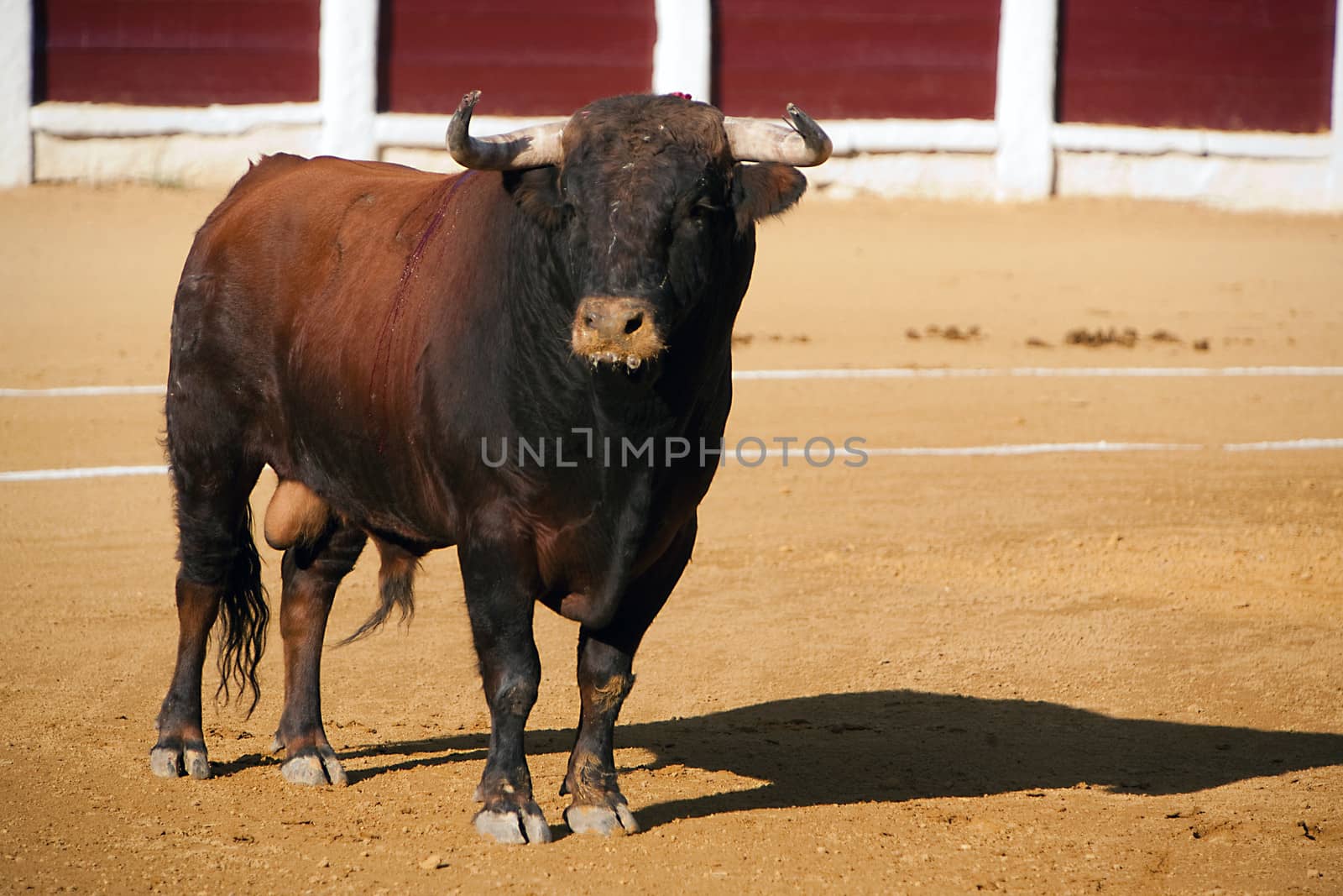 Capture of the figure of a brave bull in a bullfight, Spain