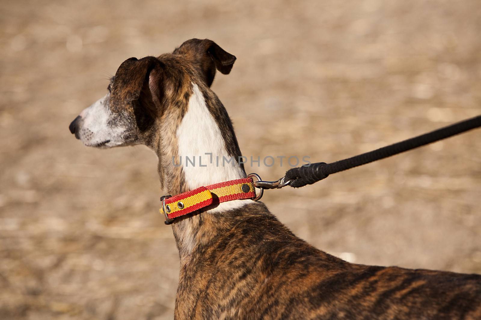 The Greyhound is a breed of dog native of Spain, so it is also known as Spanish galgo.