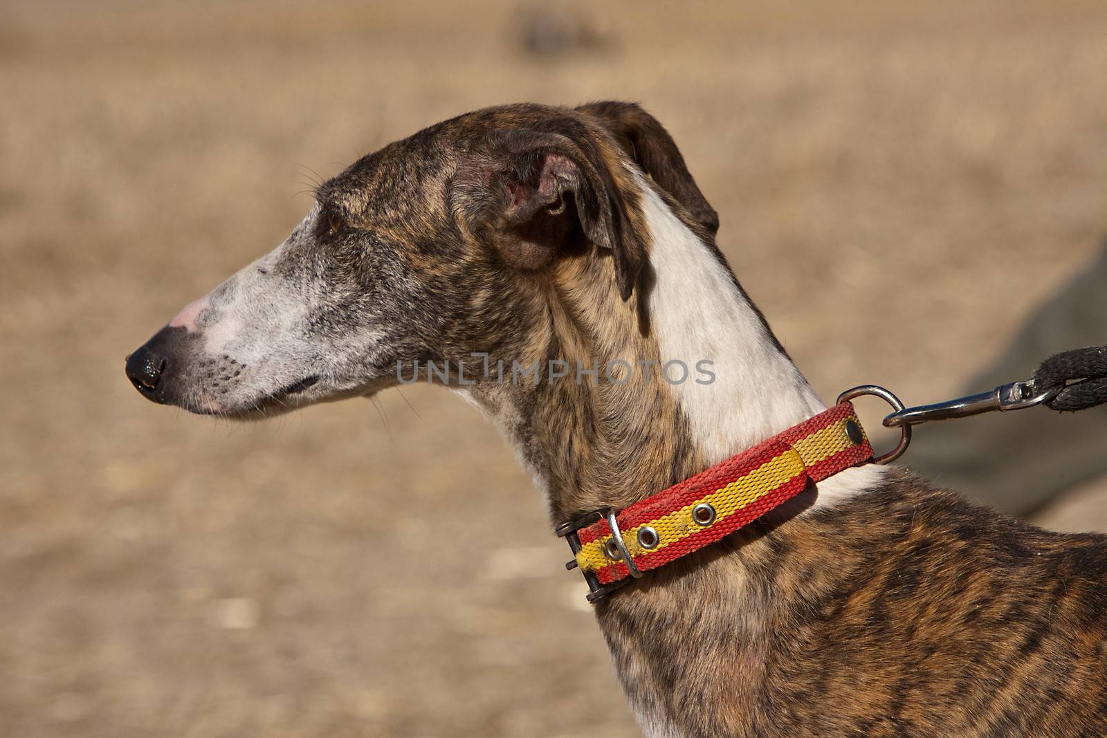 The Greyhound is a breed of dog native of Spain, so it is also known as Spanish galgo.