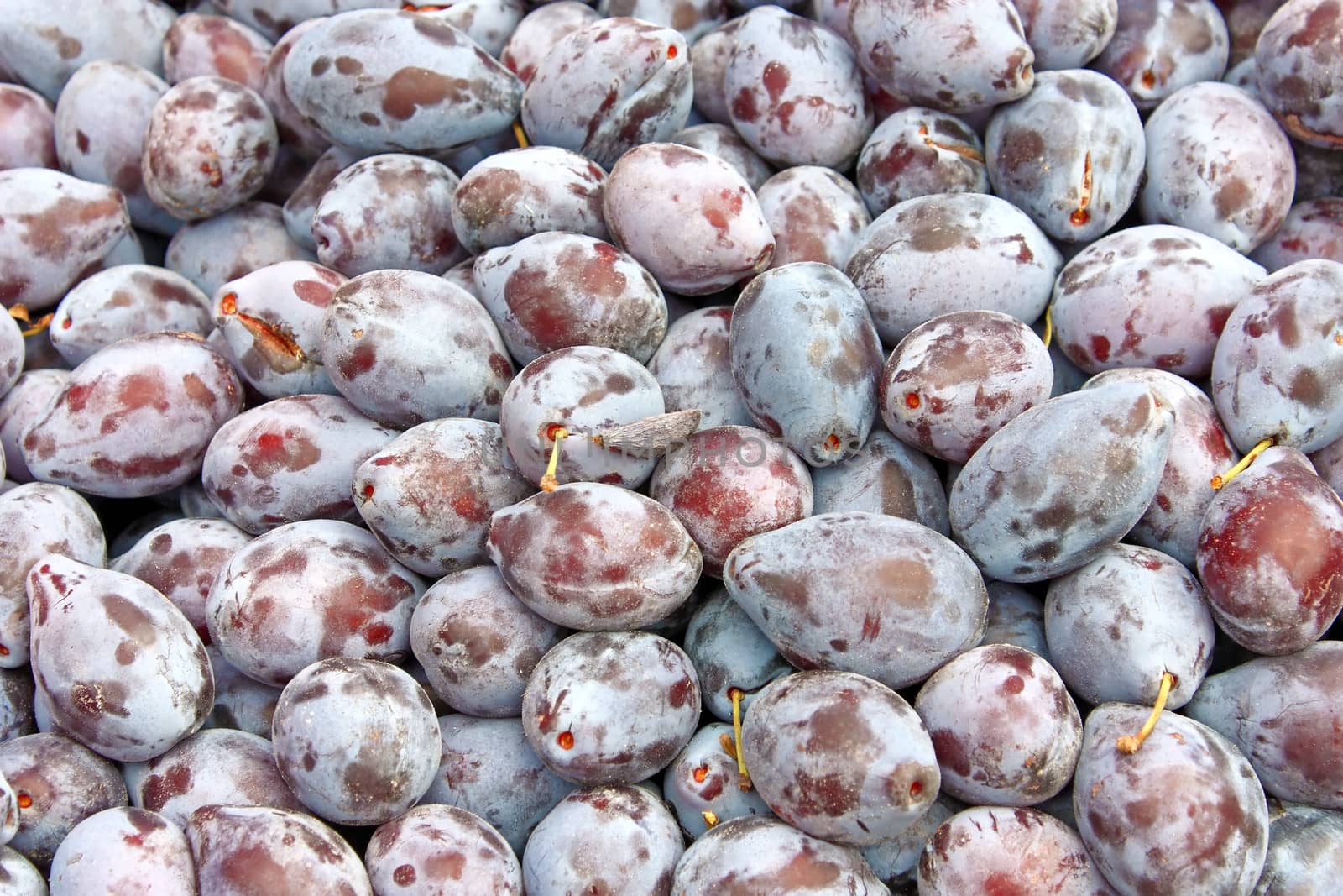 Fresh plums by Boris15