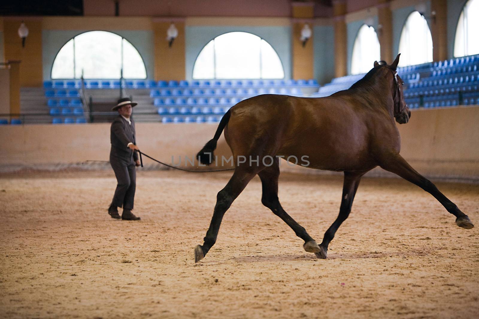 Functionality testing of horses of purebred Spanish, Spain by digicomphoto