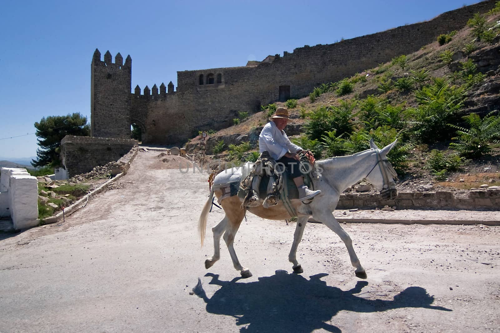  Elder walking in donkey close to the Tower of the Barbacana, Sabiote, Jaen, Spain