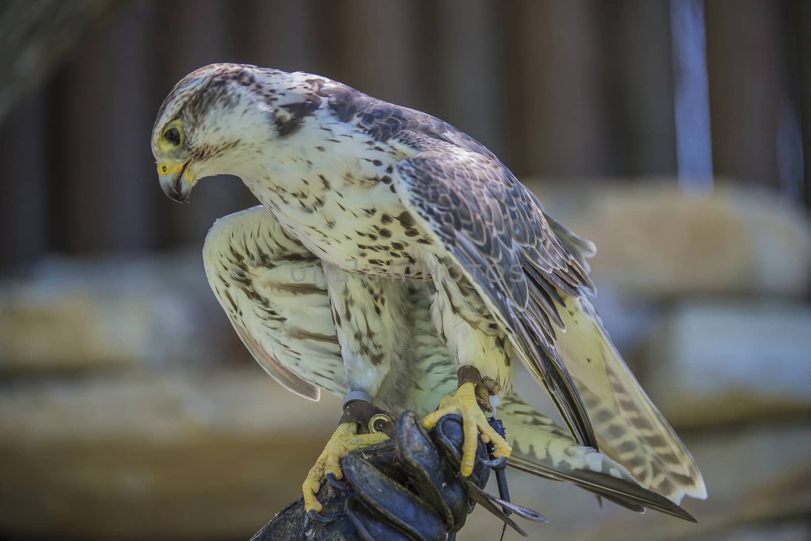 Gyrfalcon, (Falco rusticolus). Photo is shot July 25, 2013.
